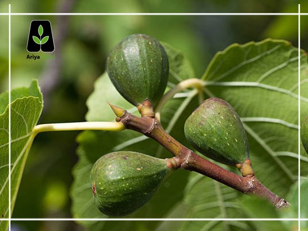 نهال انجیرگلابی