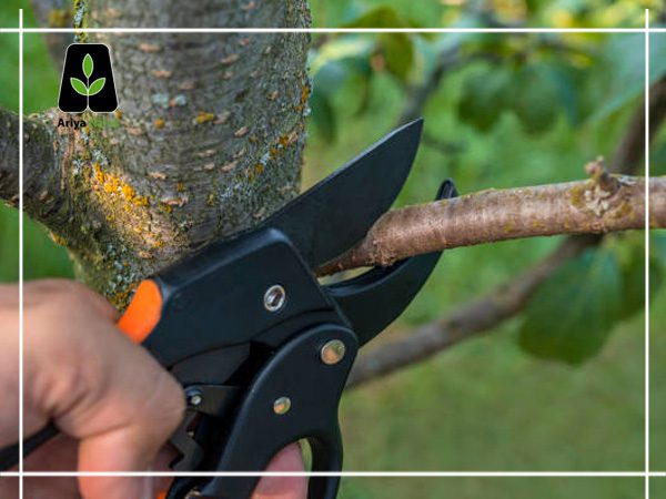 هرس درخت انجیر