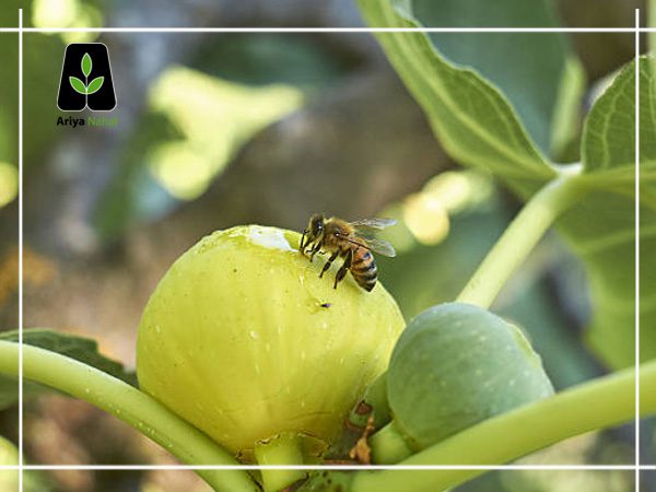 گرده افشانی