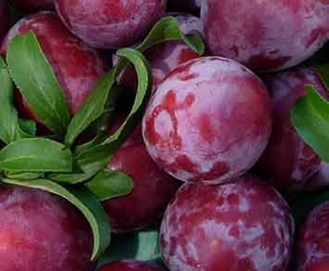 10390-Santa-Rosa-Plum