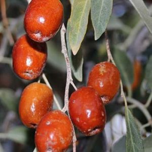 278456_872 سنجد