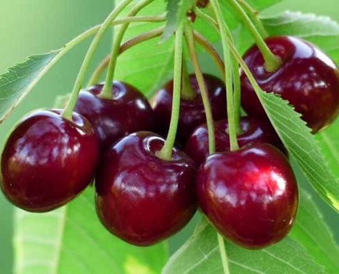 خرید نهال گیلاس مناسب