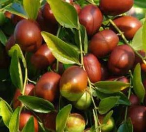 jujube-tree-pamuh.com-1
