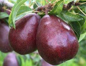 red_anjou-660x330