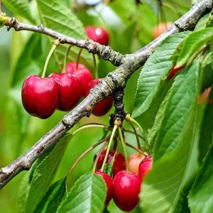 sour-cherry1 گیلاس