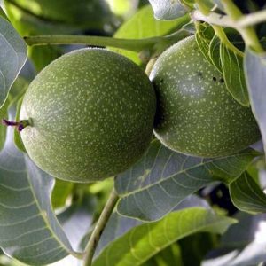 نهال گردو نهال گردو