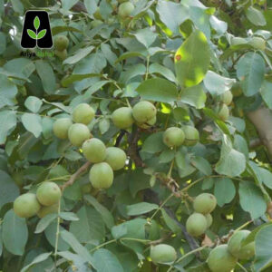 درخت گردو فرنور