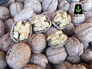 نهال گردو فرنور
