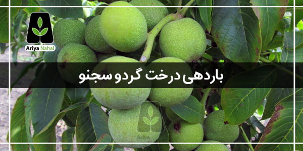 باردهی درخت گردو سجنو