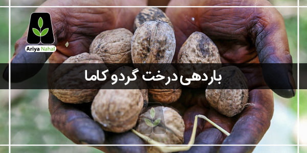 باردهی درخت گردو کاما