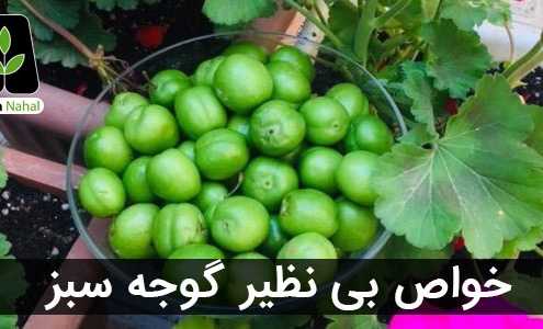 گوجه سبز