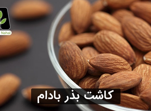 کاشت بذر بادام
