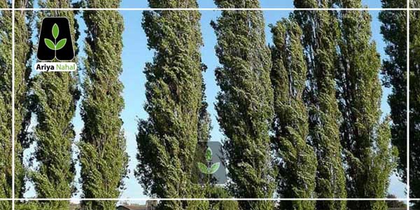 درخت تبریزی،یکی از درختان قدیمی در ایران می باشد که دارای ارتفاع بسیاری زیادی می باشد.