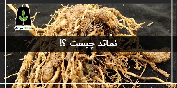 نماتد چیست
