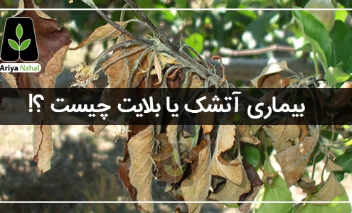 آتشک