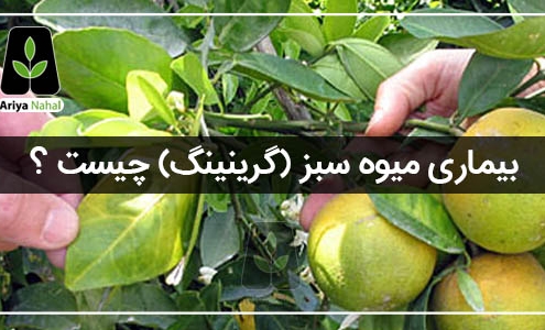 بیماری میوه سبز