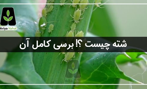 شته چیست