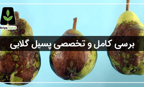 پسیل گلابی