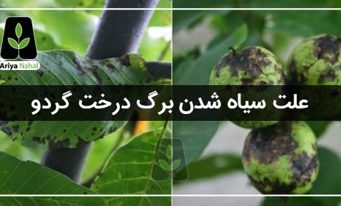 سیاهی برگ درخت گردو