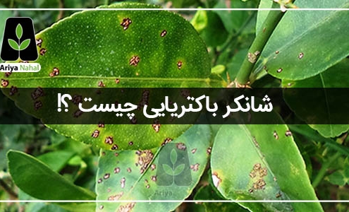 شانکر باکتریایی