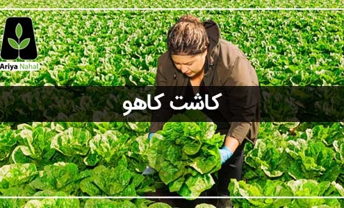 کاشت کاهو
