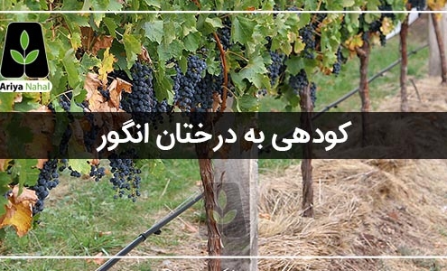 درخت انگور