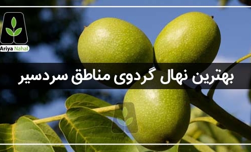 نهال گردوی مناطق سردسیر