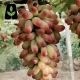 نهال انگور مکیاج