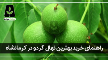 خرید نهال گردو در کرمانشاه