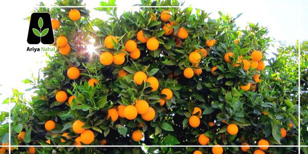 فصل کاشت نهال پرتقال