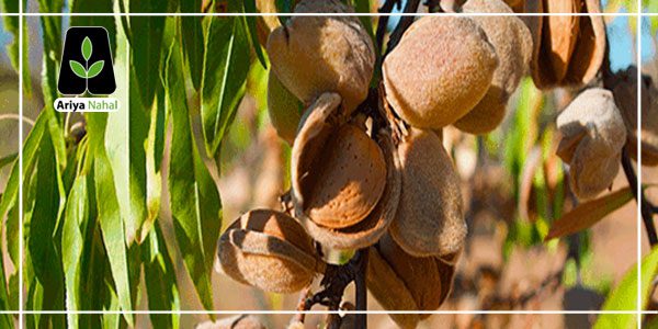 میزان محصول آوری درخت بادام مسبووارا