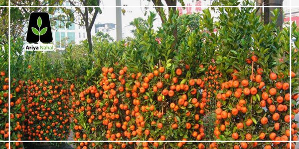 ویژگی های درخت نارنگی