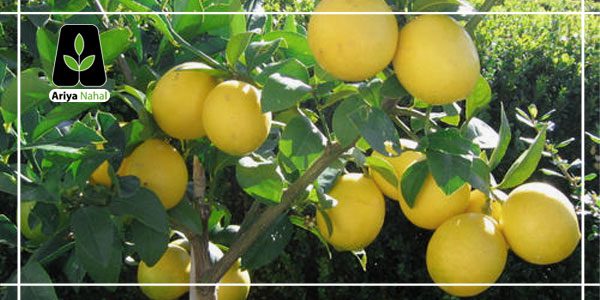 پیشگیری از امراض قلبی با فواید لیمو