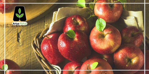 بهترین گونه های سیب برای کاشت در قزوین