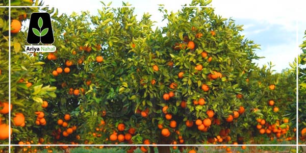 کاشت پرتقال در مازندران