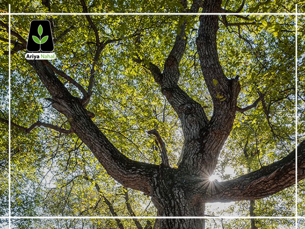طول عمر یک درخت گردو چقدر است؟