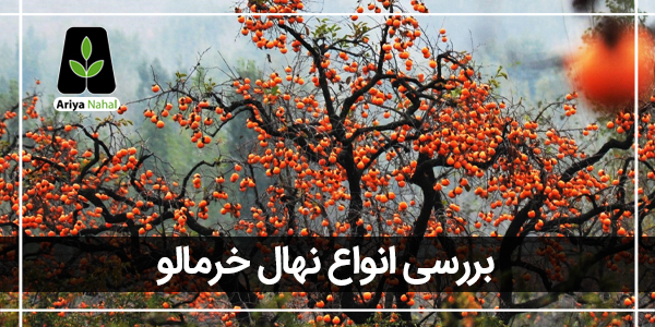 انواع درخت خرمالو ایرانی و خارجی