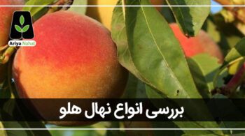 انواع درخت هلو ایرانی و خارجی
