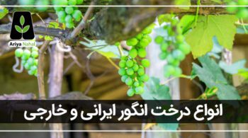 انواع درخت انگور ایرانی و خارجی