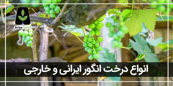 انواع درخت انگور ایرانی و خارجی
