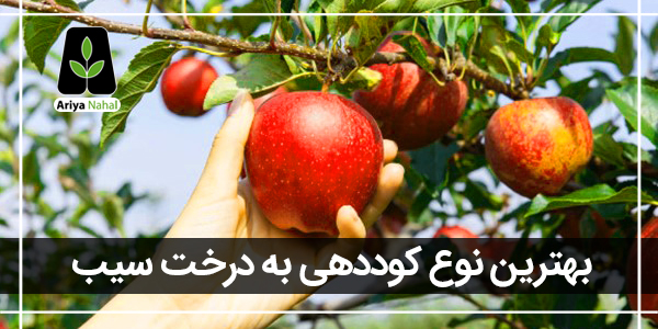 کوددهی درخت سیب