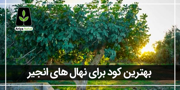 کود درخت انجیر