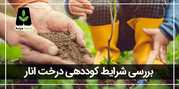 بهترین کود برای درخت انار