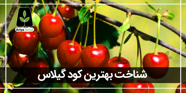 بهترین کود برای نهال گیلاس