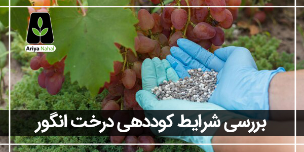 بهترین کود برای نهال انگور