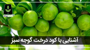 بهترین کود برای درخت گوجه سبز