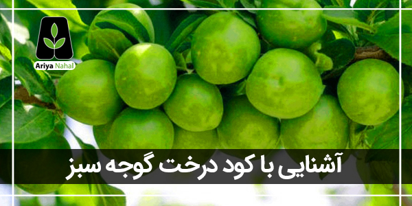 بهترین کود برای درخت گوجه سبز