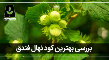 بهترین کود برای درخت فندق