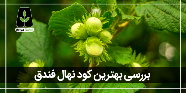 بهترین کود برای درخت فندق