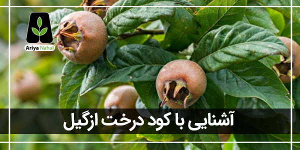 انتخاب بهترین کود برای درخت ازگیل